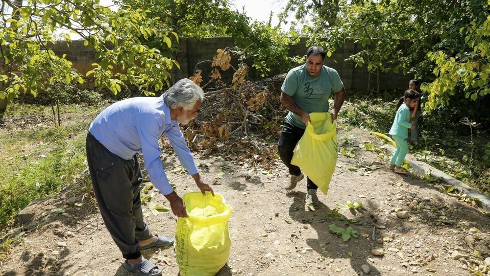 آغاز برداشت گردو از باغات دهاقان