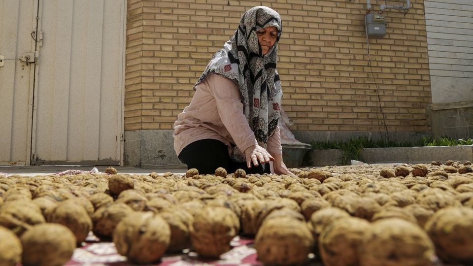 آغاز برداشت گردو از باغات دهاقان