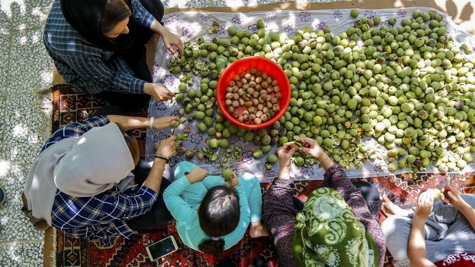 آغاز برداشت گردو از باغات دهاقان