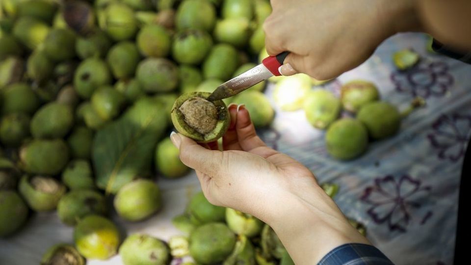 آغاز برداشت گردو از باغات دهاقان