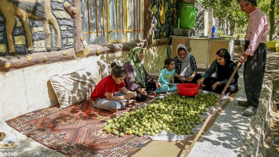 آغاز برداشت گردو از باغات دهاقان