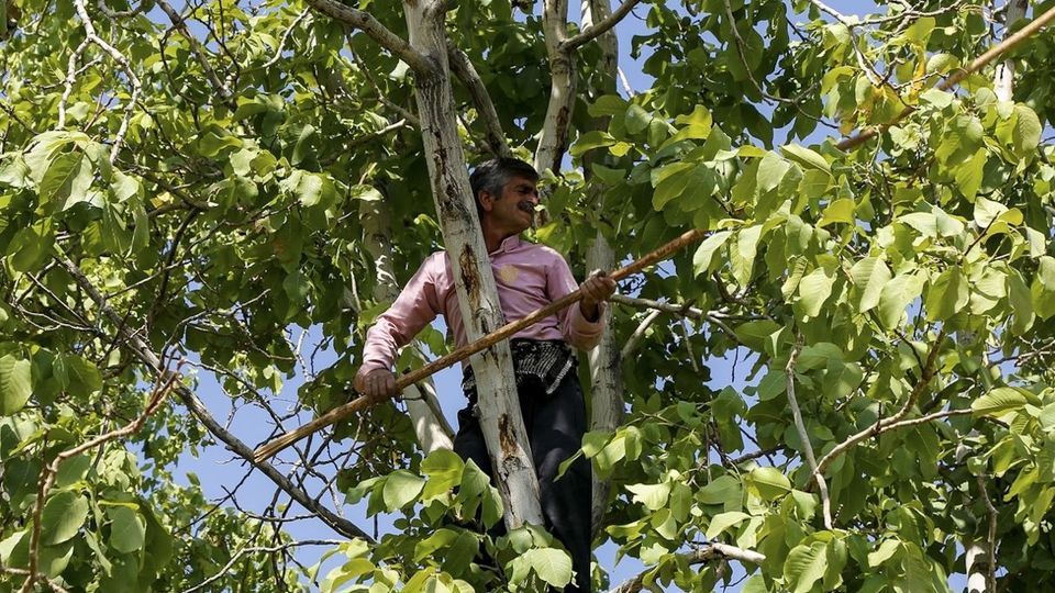 آغاز برداشت گردو از باغات دهاقان