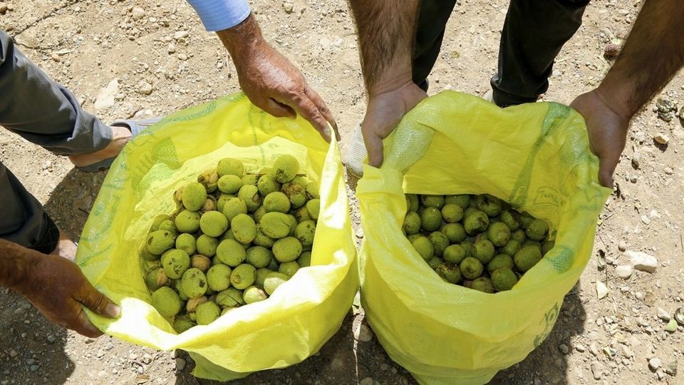 آغاز برداشت گردو از باغات دهاقان
