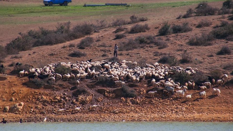 پشم‌چینی گوسفندان - رودبار