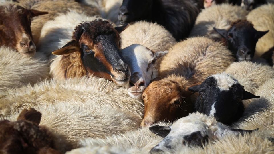 پشم‌چینی گوسفندان - رودبار