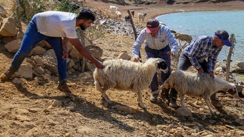 پشم‌چینی گوسفندان - رودبار