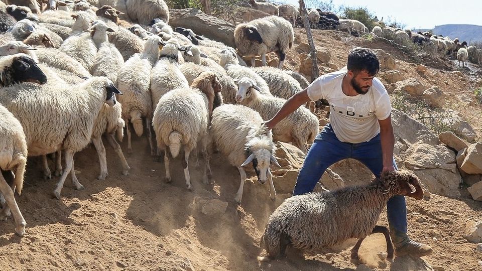 پشم‌چینی گوسفندان - رودبار