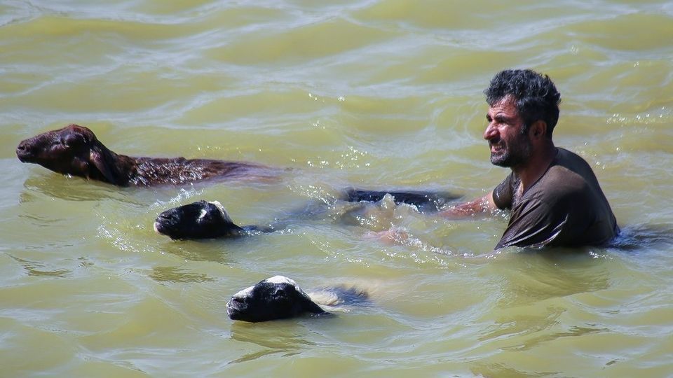 پشم‌چینی گوسفندان - رودبار