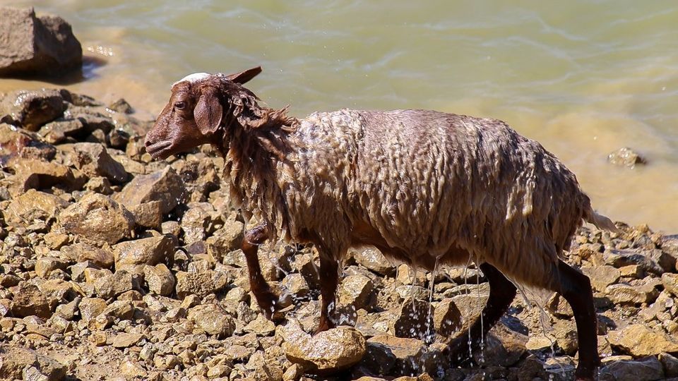 پشم‌چینی گوسفندان - رودبار