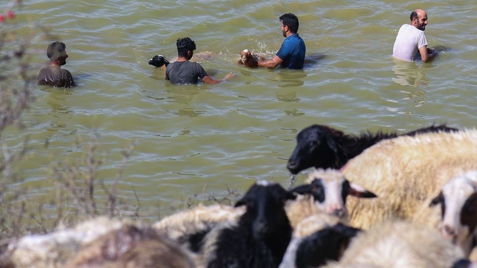 پشم‌چینی گوسفندان - رودبار