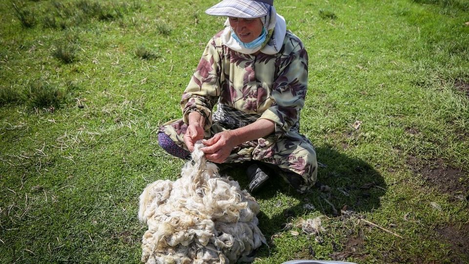 پشم‌چینی گوسفندان - رودبار
