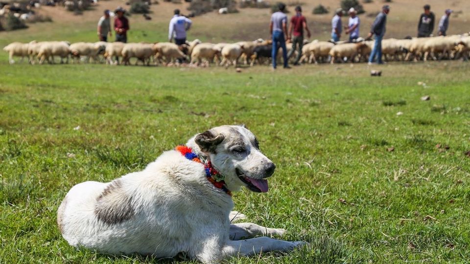 پشم‌چینی گوسفندان - رودبار