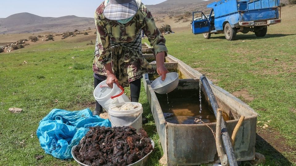 پشم‌چینی گوسفندان - رودبار