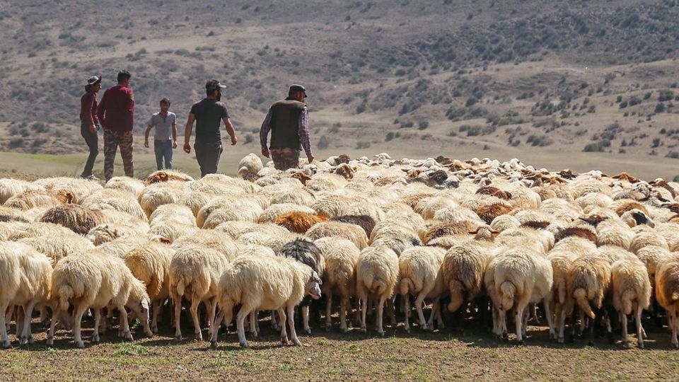 پشم‌چینی گوسفندان - رودبار