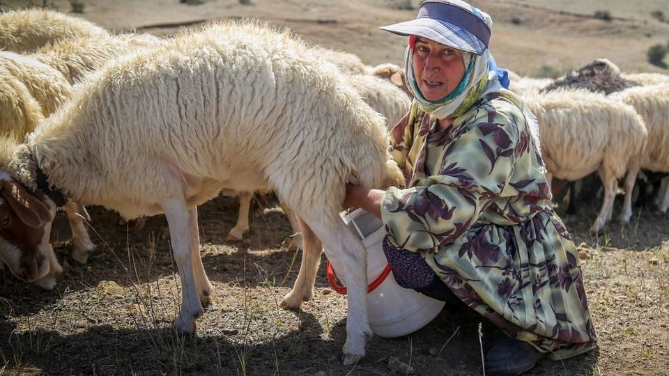 پشم‌چینی گوسفندان - رودبار