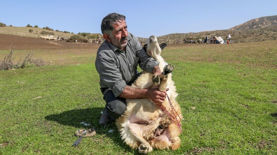 پشم‌چینی گوسفندان - رودبار