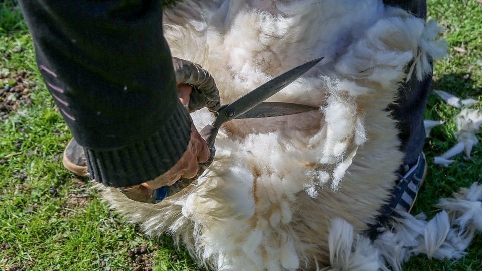 پشم‌چینی گوسفندان - رودبار