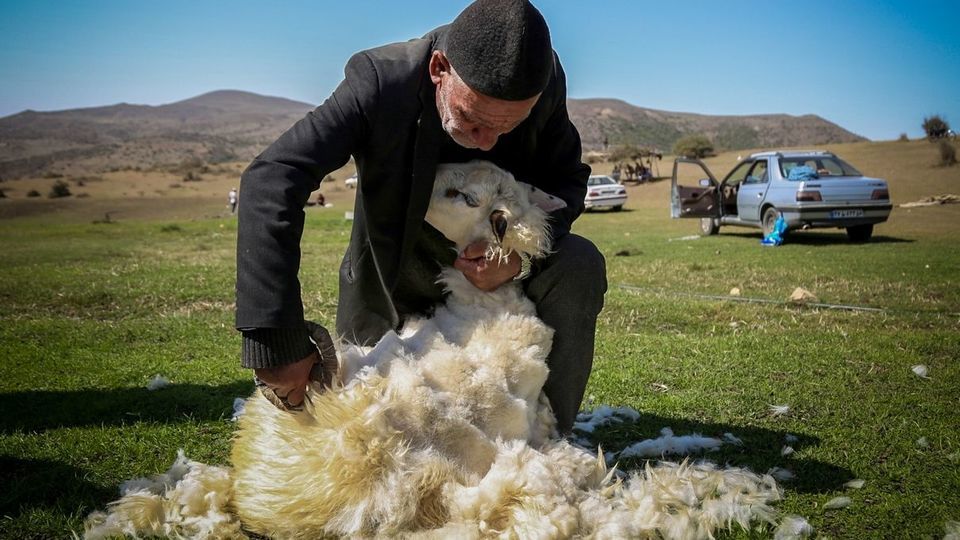پشم‌چینی گوسفندان - رودبار