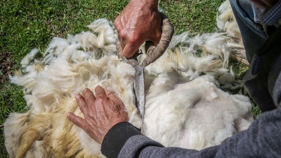 پشم‌چینی گوسفندان - رودبار