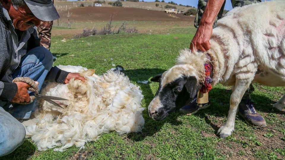 پشم‌چینی گوسفندان - رودبار