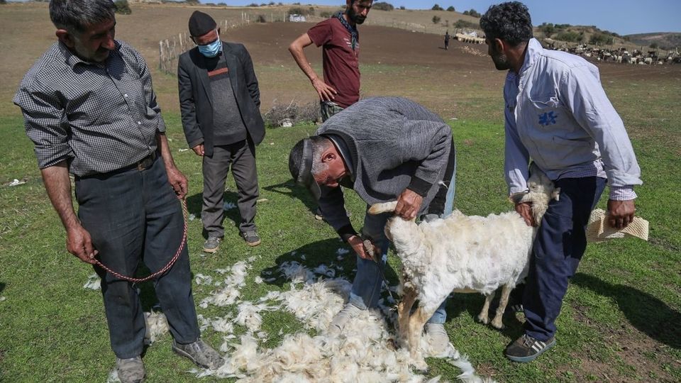 پشم‌چینی گوسفندان - رودبار