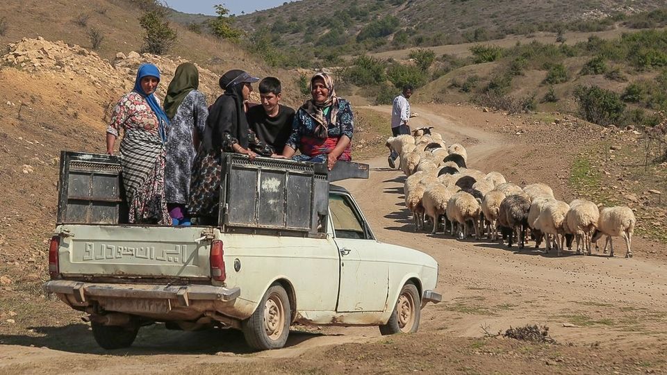 پشم‌چینی گوسفندان - رودبار