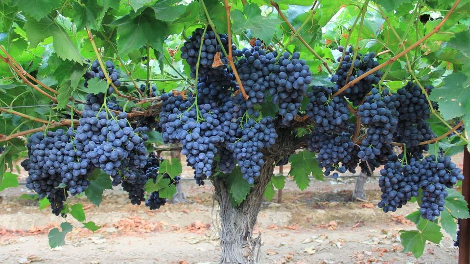 خواص فوق العاده انگور سیاه برای سلامتی