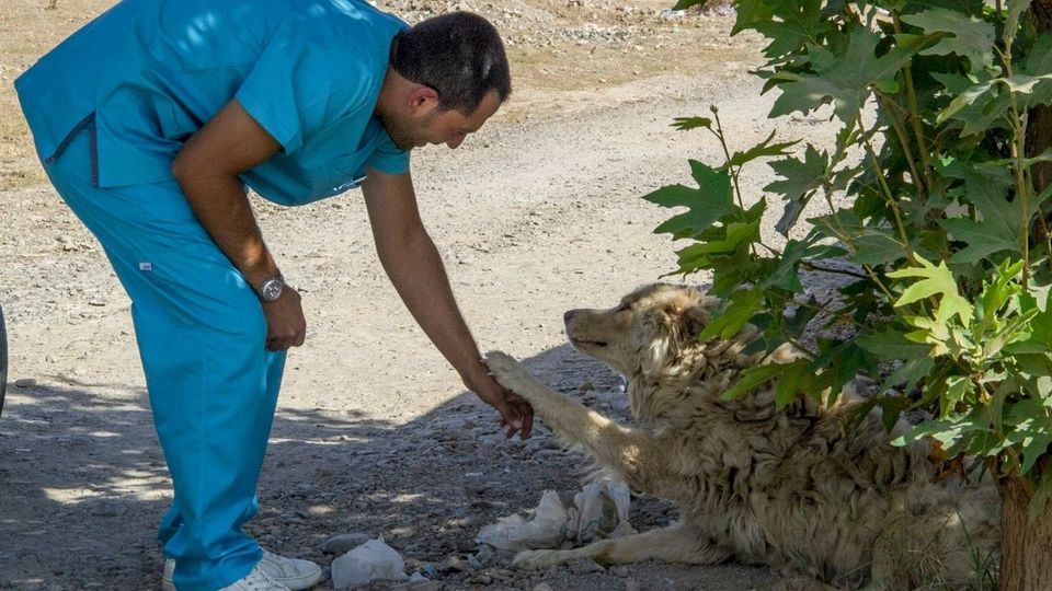 مرکز تیمار و نگهداری حیوانات - کرج