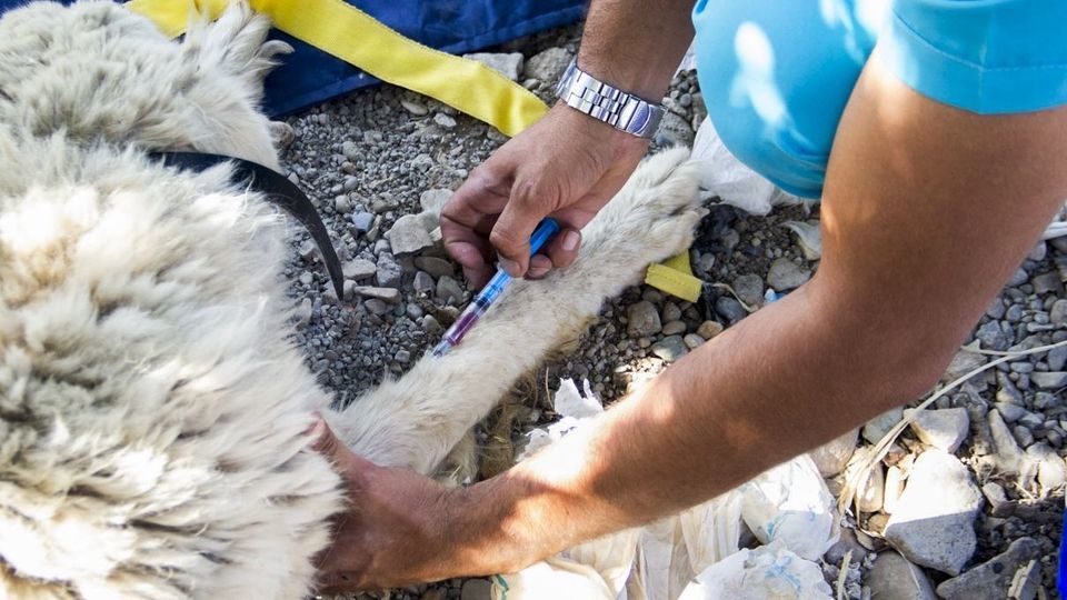 مرکز تیمار و نگهداری حیوانات - کرج