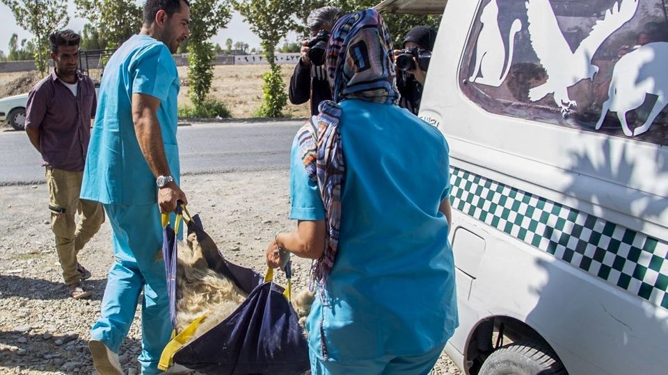 مرکز تیمار و نگهداری حیوانات - کرج