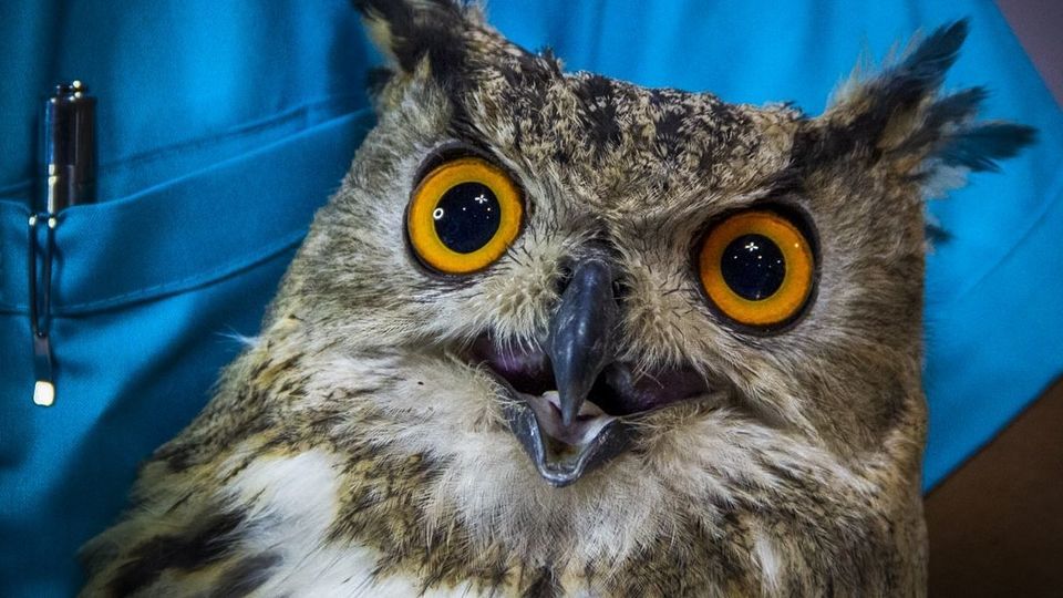 مرکز تیمار و نگهداری حیوانات - کرج