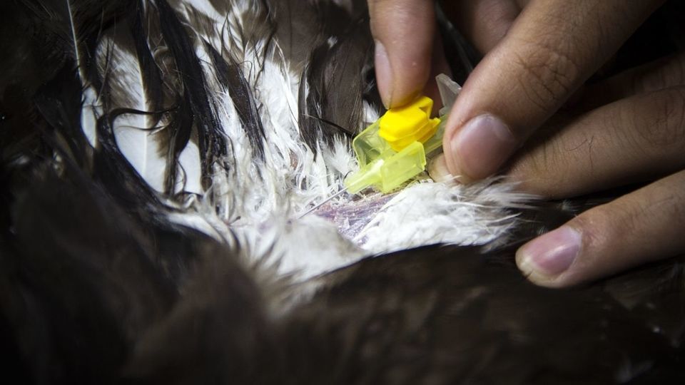 مرکز تیمار و نگهداری حیوانات - کرج