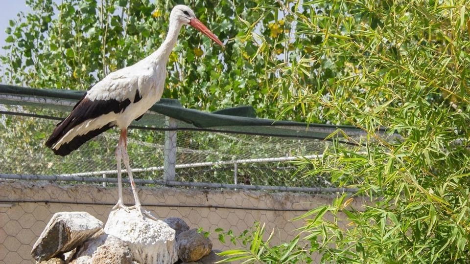 مرکز تیمار و نگهداری حیوانات - کرج