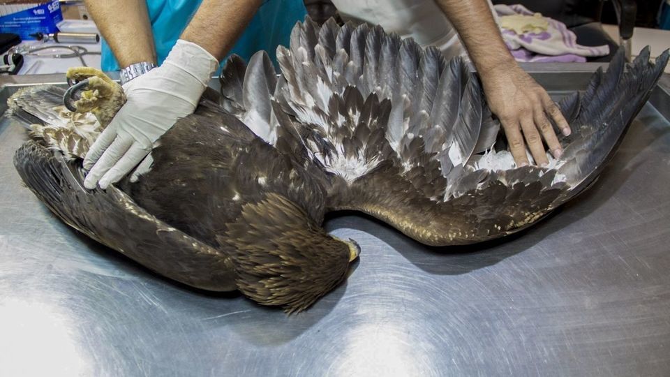 مرکز تیمار و نگهداری حیوانات - کرج