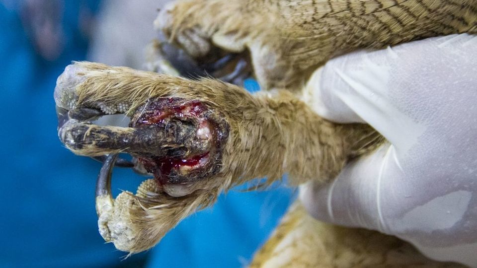 مرکز تیمار و نگهداری حیوانات - کرج