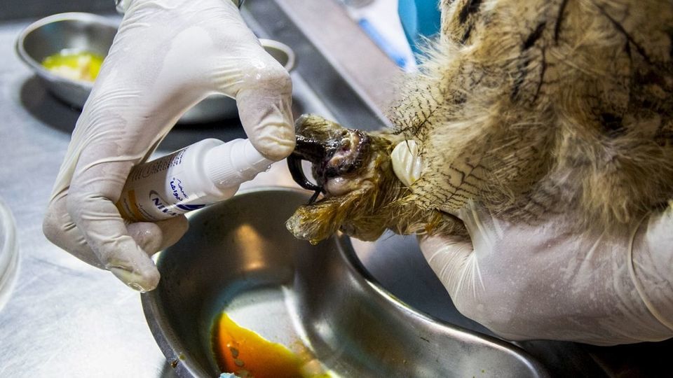 مرکز تیمار و نگهداری حیوانات - کرج