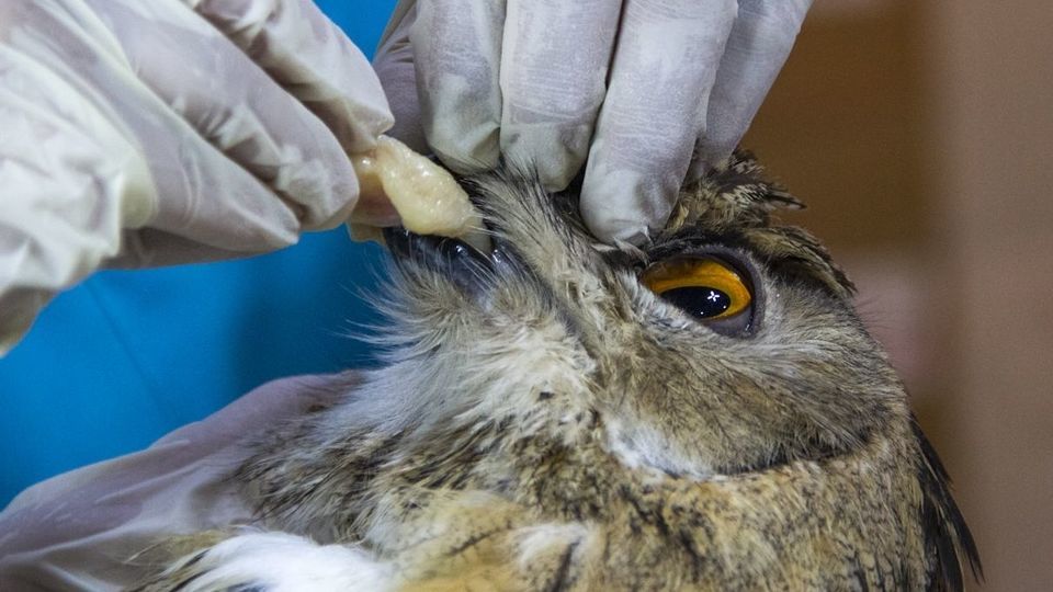 مرکز تیمار و نگهداری حیوانات - کرج