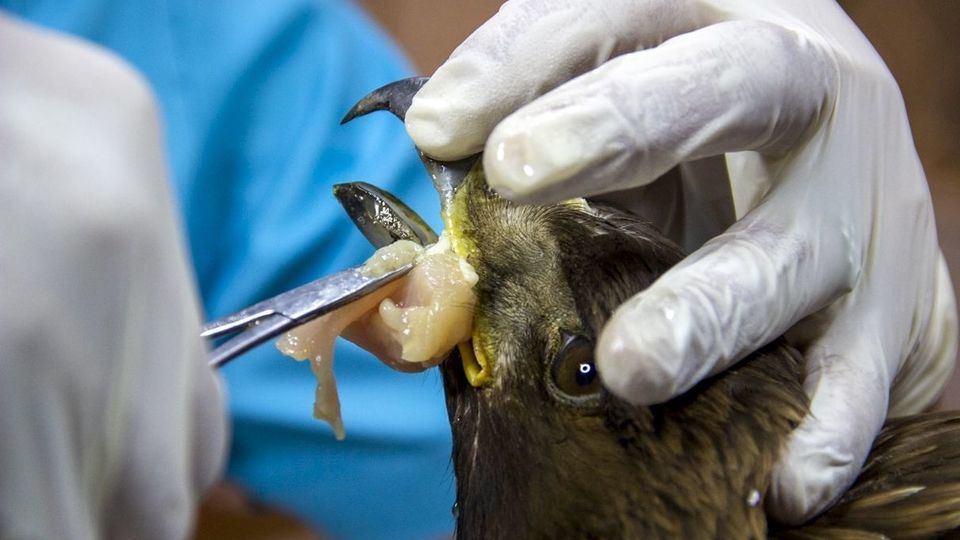 مرکز تیمار و نگهداری حیوانات - کرج