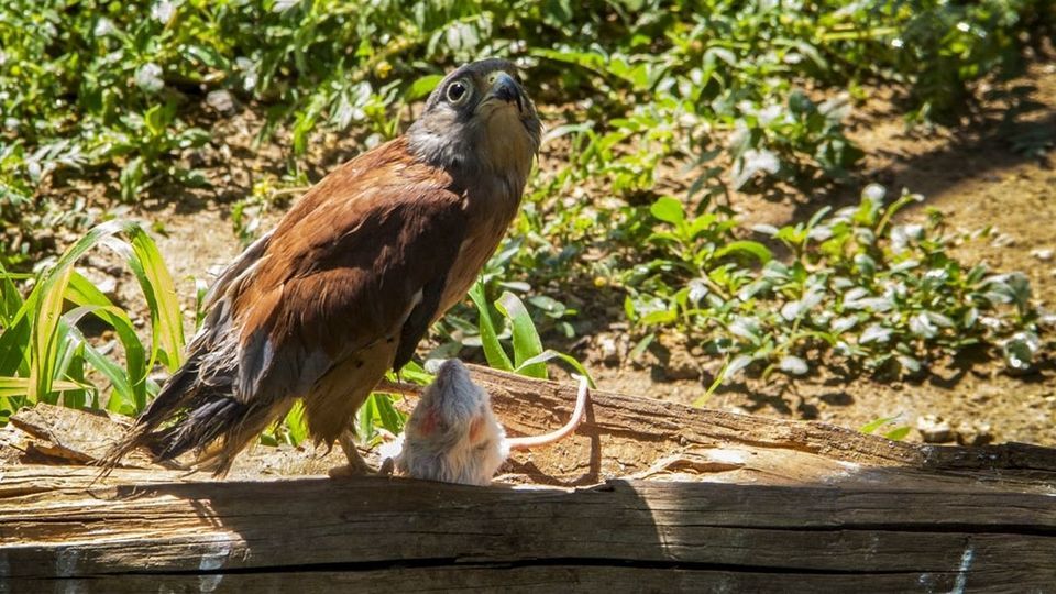 مرکز تیمار و نگهداری حیوانات - کرج