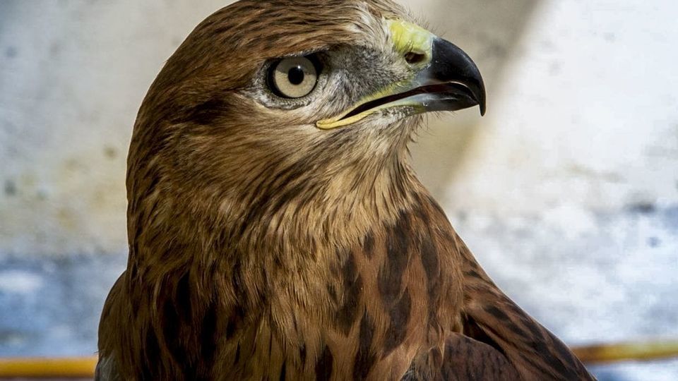 مرکز تیمار و نگهداری حیوانات - کرج