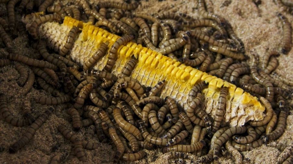 مرکز تیمار و نگهداری حیوانات - کرج