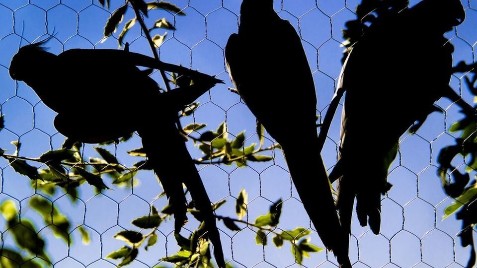 مرکز تیمار و نگهداری حیوانات - کرج