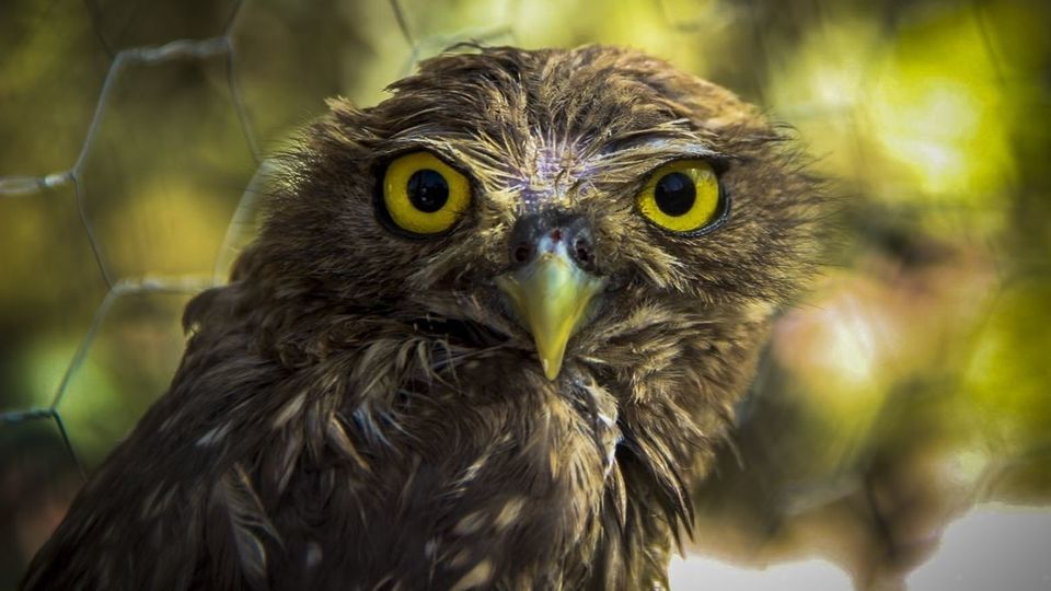 مرکز تیمار و نگهداری حیوانات - کرج