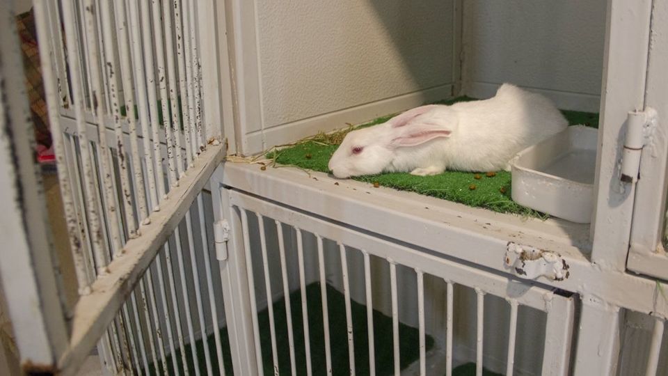 مرکز تیمار و نگهداری حیوانات - کرج