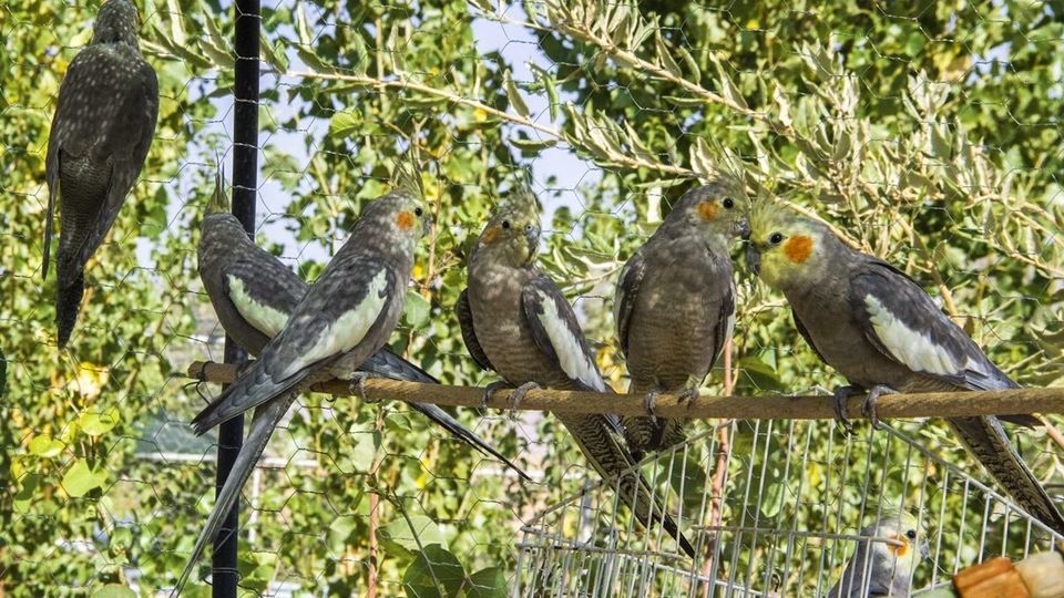 مرکز تیمار و نگهداری حیوانات - کرج