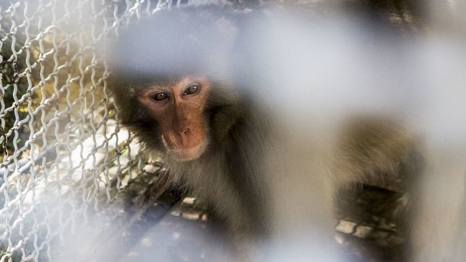 مرکز تیمار و نگهداری حیوانات - کرج