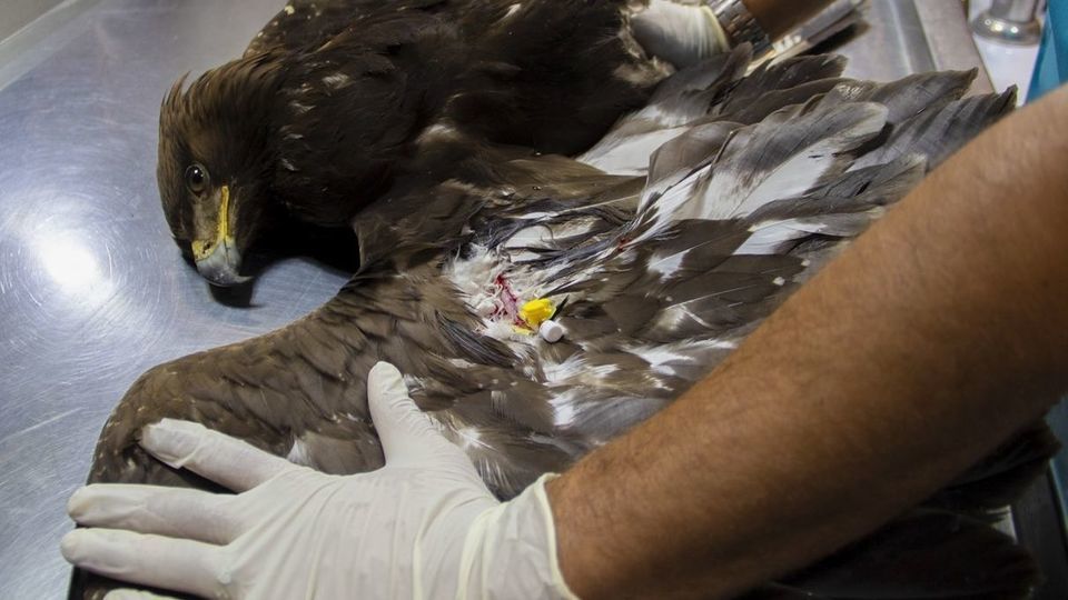 مرکز تیمار و نگهداری حیوانات - کرج