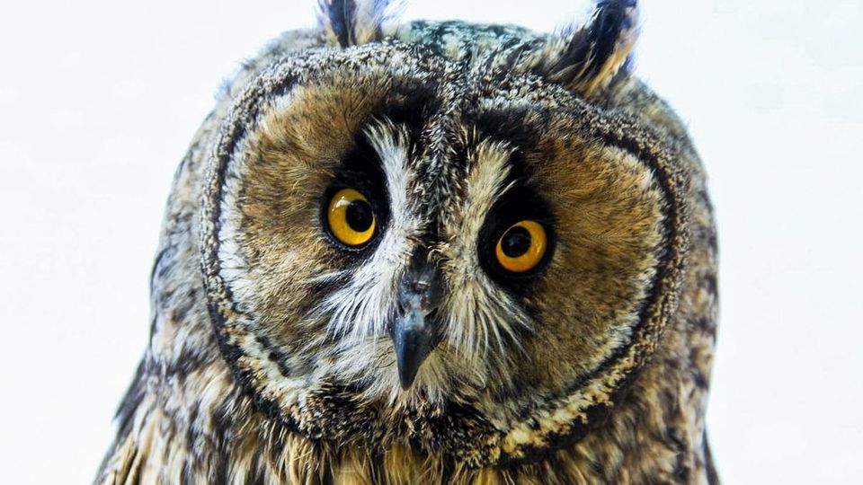 مرکز تیمار و نگهداری حیوانات - کرج