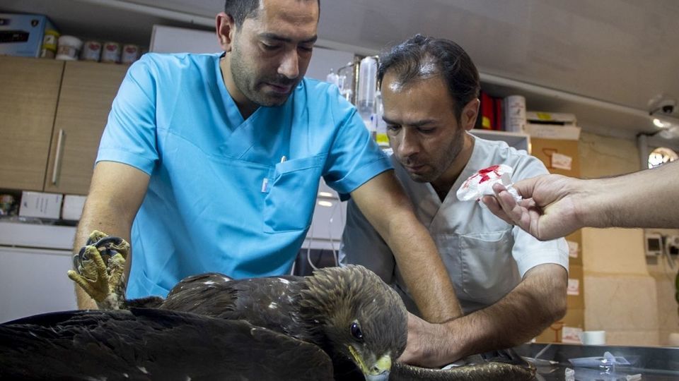 مرکز تیمار و نگهداری حیوانات - کرج