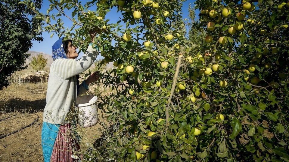برداشت سیب - سمیرم